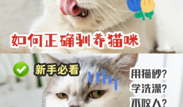 训猫视频在线观看,跟随热门视频学习高效养宠技巧